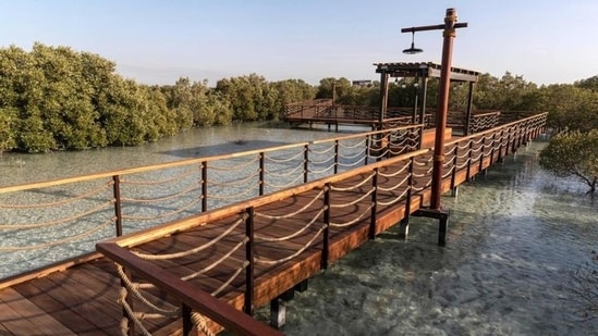 Jubail Mangrove Park: The perfect place to discover, explore and learn about the native species of Abu Dhabi and spot an array of wildlife from turtles to herons. This jewel in Abu Dhabi’s crown is home to meandering boardwalks allowing you to wander through the mangroves. This a family-friendly park enhances importance of nature and understanding the importance of ecological function of the city’s mangroves habitat, which not only support biodiversity and protect the Abu Dhabi coastline but also help prevent climate change by sucking up carbon dioxide and other greenhouse gases and trapping them in their flooded soils for millennia.(pinterest)